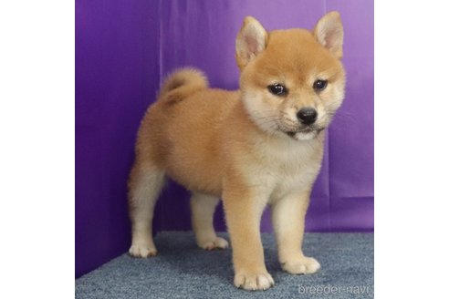成約済の愛知県の柴犬-322857の4枚目